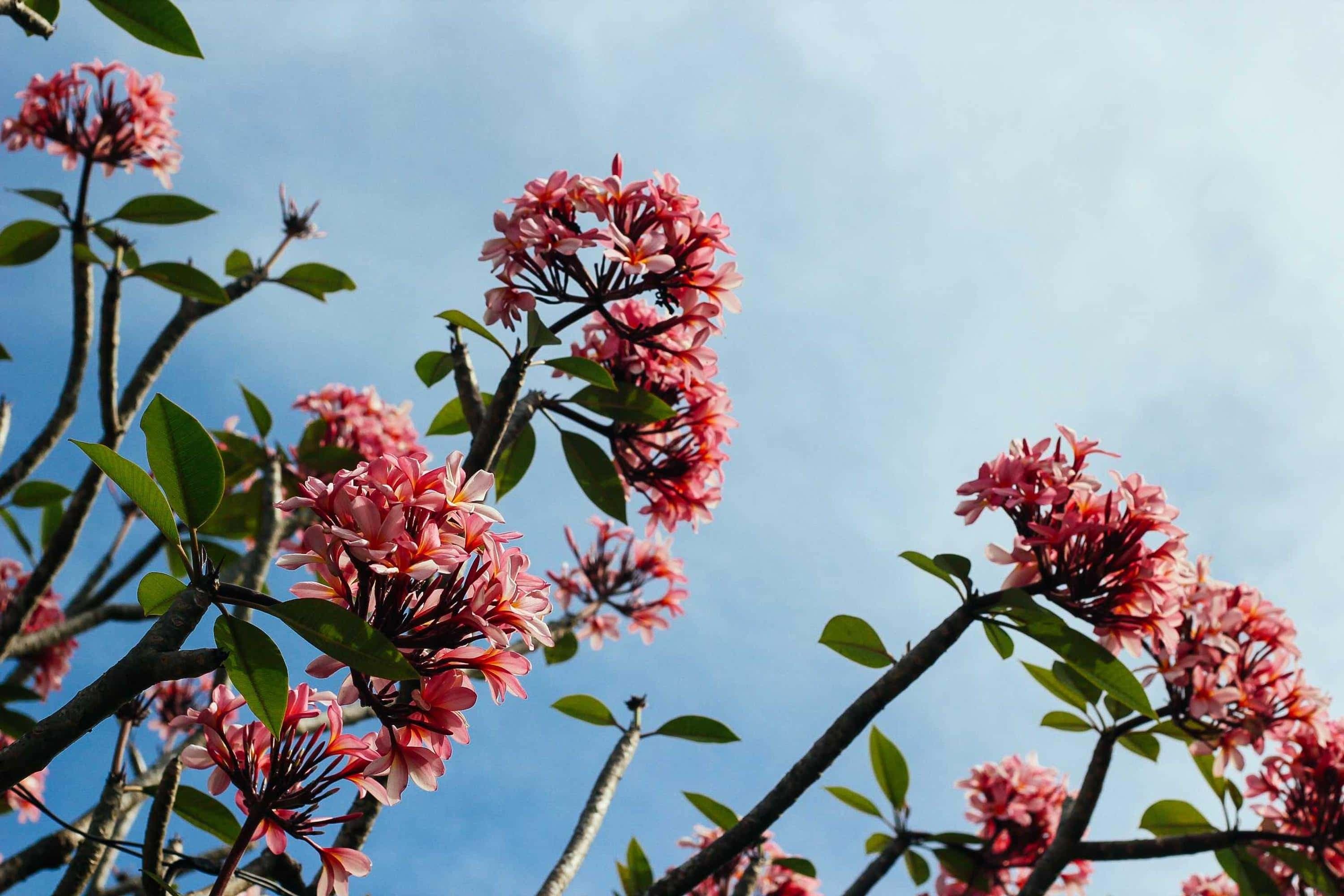 Garden Photo — compressed